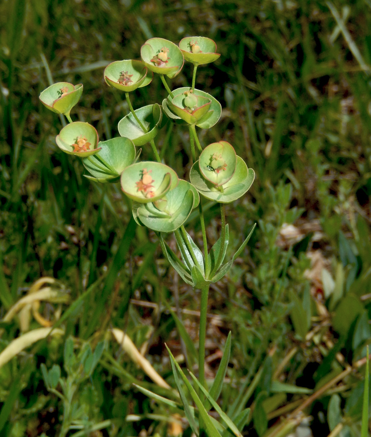 Image of Euphorbia sareptana specimen.