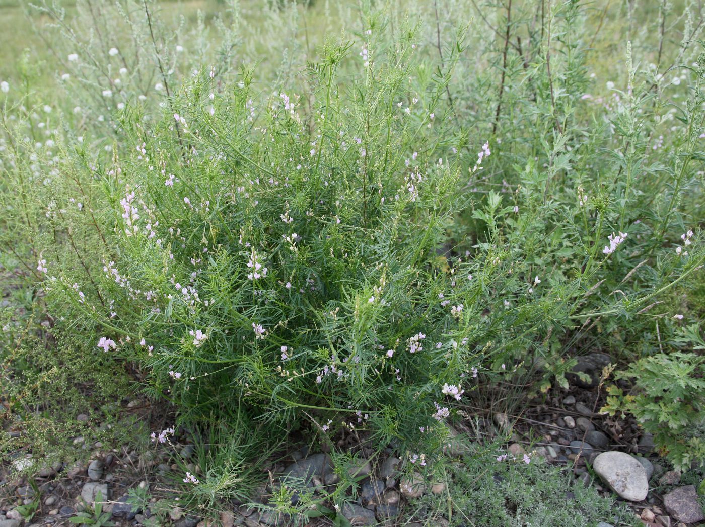 Image of Astragalus sulcatus specimen.