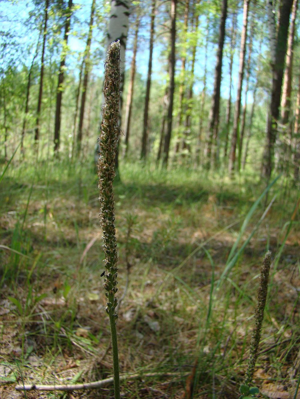 Изображение особи Plantago media.