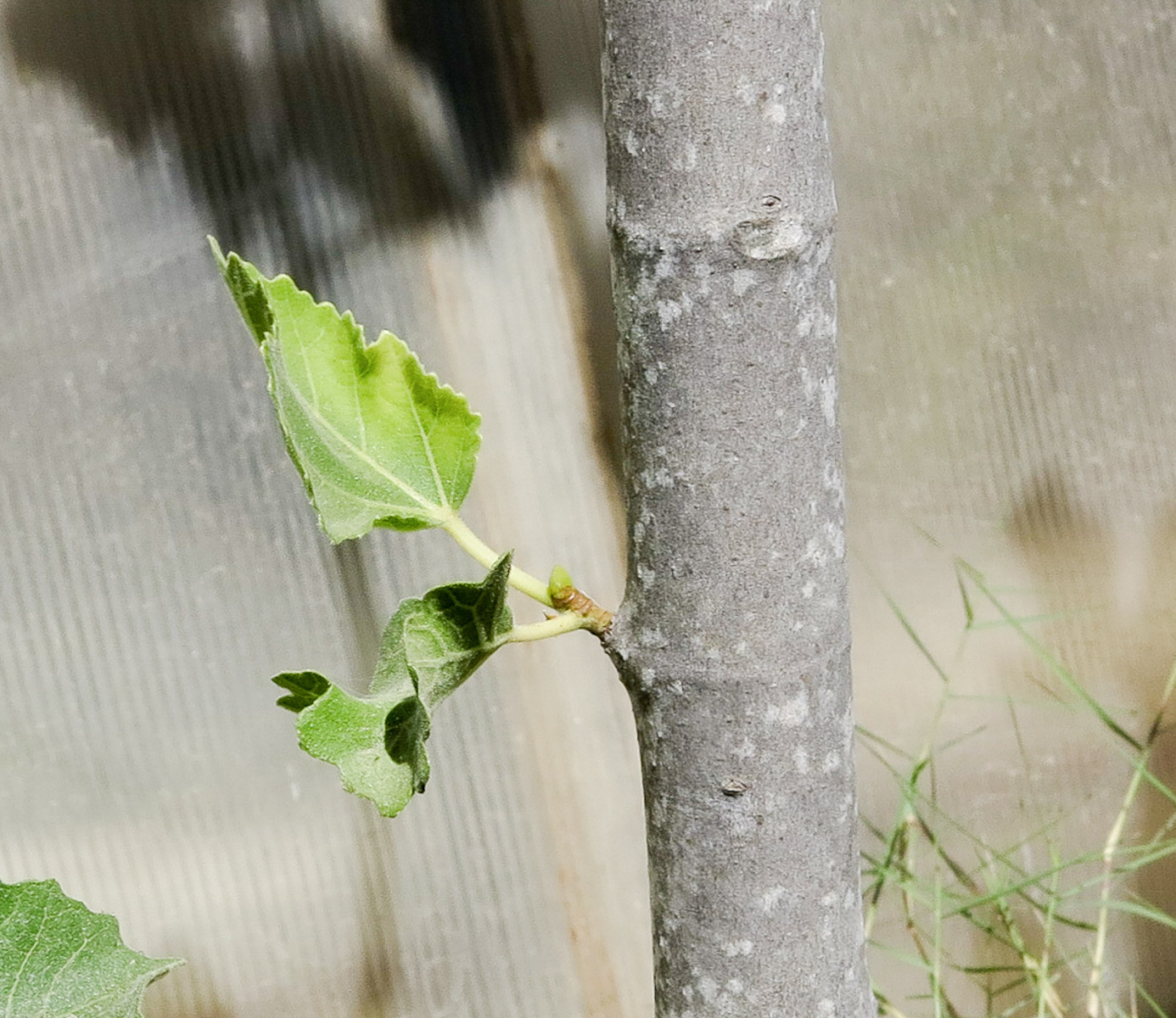 Изображение особи Ficus palmata.