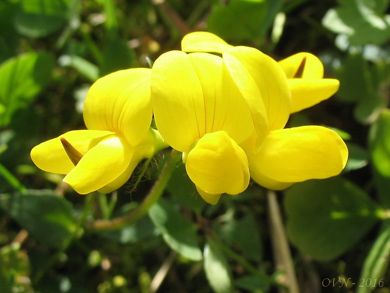 Image of Lotus corniculatus specimen.