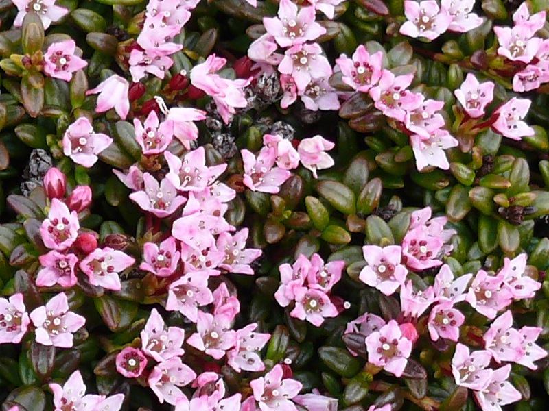 Image of Loiseleuria procumbens specimen.