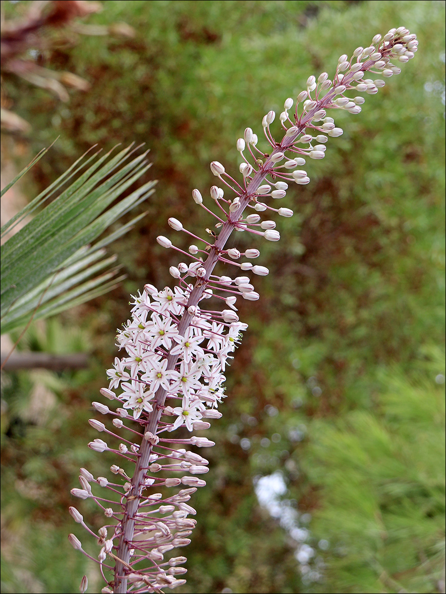 Изображение особи Drimia maritima.