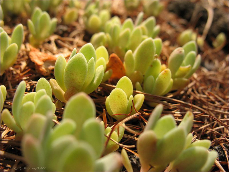 Изображение особи Hylotelephium cyaneum.