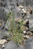 Echinops tschimganicus. Расцветающее растение. Казахстан, Таласский Алатау, запов. Аксу-Джабаглы, верховья ущ. Улькен Каинды, 2300 м н.у.м., в основании каменистой осыпи. 18.06.2016.