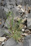 Echinops tschimganicus