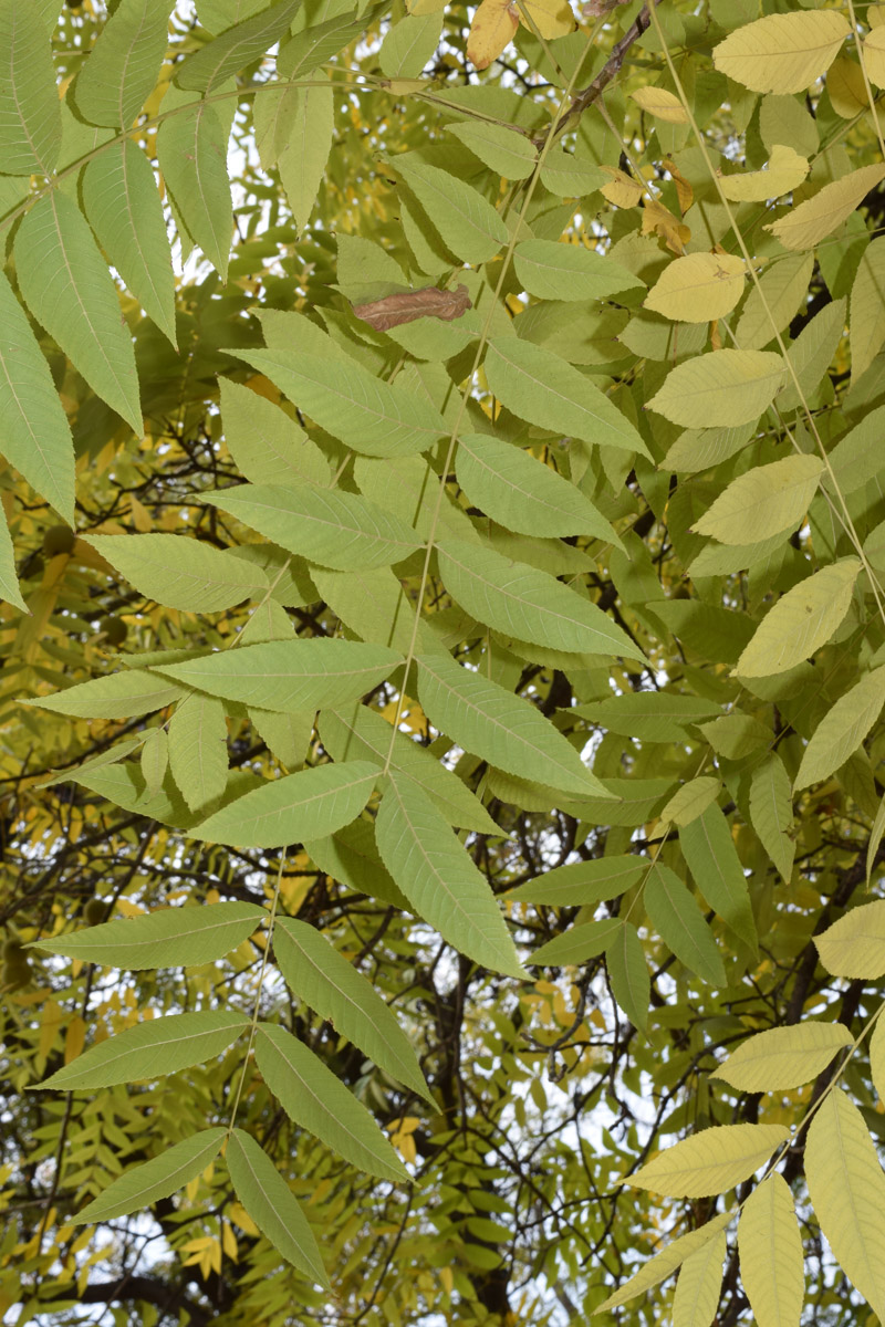 Image of Juglans nigra specimen.