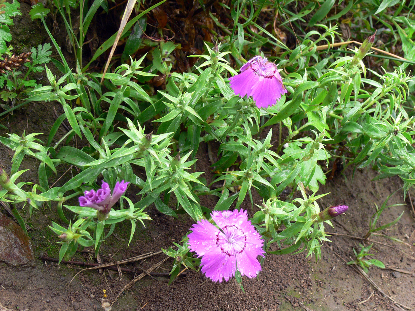 Image of Dianthus chinensis specimen.