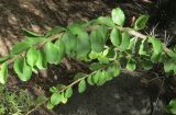 genus Pereskia. Части побегов. Израиль, Шарон, г. Тель-Авив, ботанический сад \"Сад кактусов\". 08.11.2016.