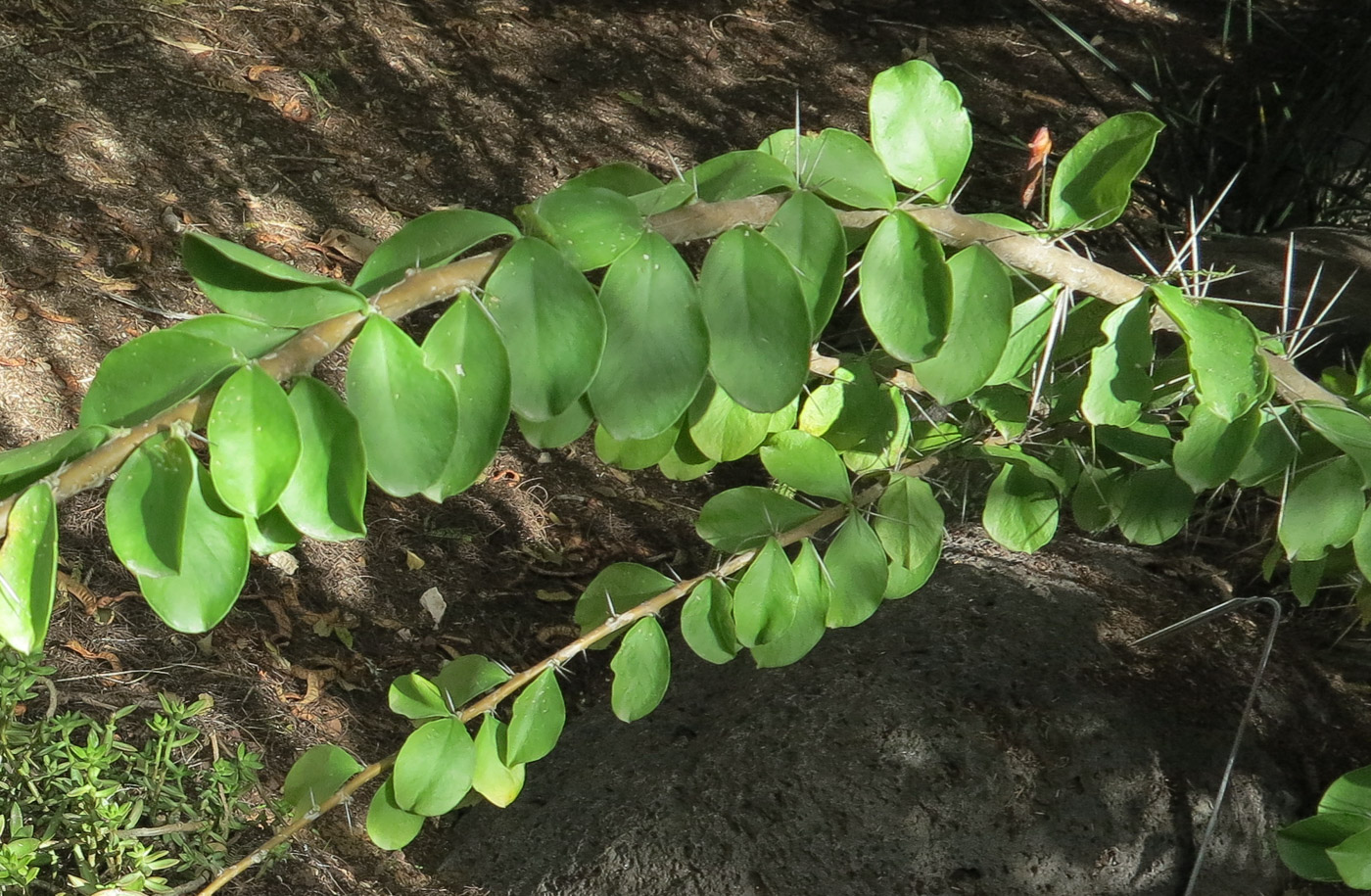 Image of genus Pereskia specimen.
