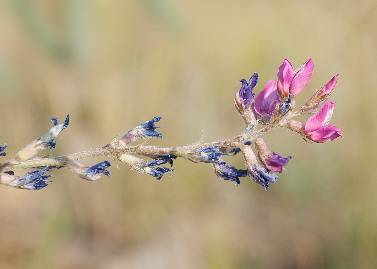 Image of Oxytropis floribunda specimen.