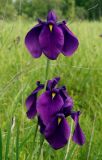 Iris ensata