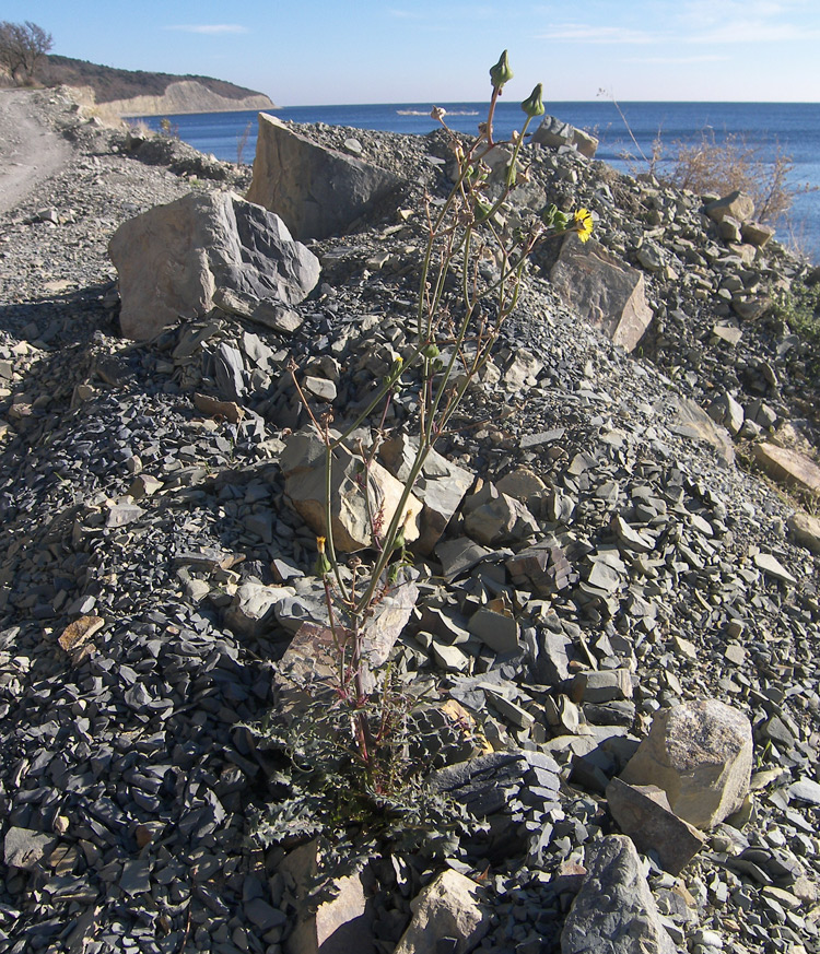 Image of Sonchus oleraceus specimen.