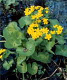 Caltha palustris