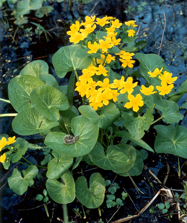 Изображение особи Caltha palustris.