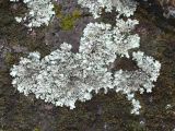 семейство Parmeliaceae. Слоевище на скале. Украина, г. Запорожье, о-в Хортица, северная часть. 18.02.2009.