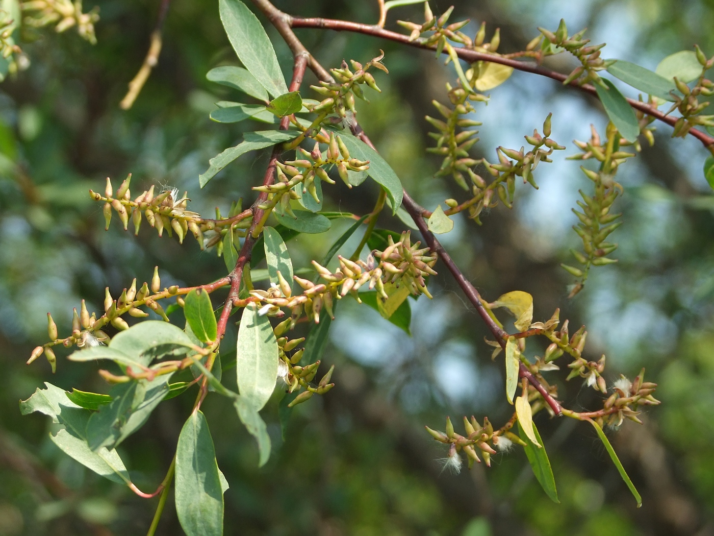 Изображение особи Chosenia arbutifolia.