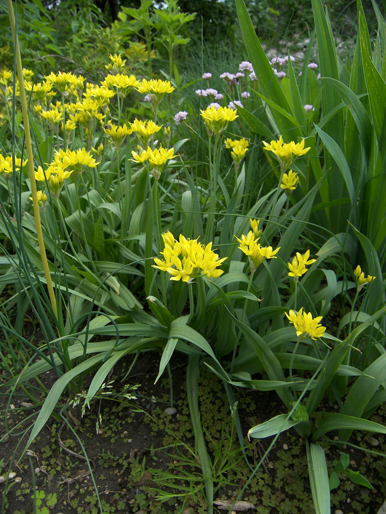 Image of Allium moly specimen.