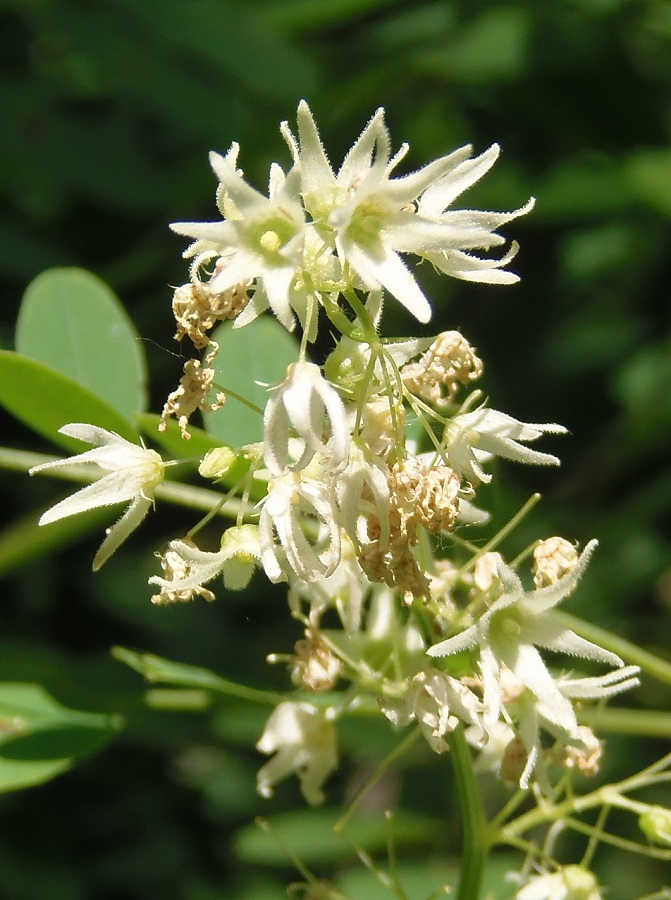 Изображение особи Echinocystis lobata.