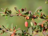 Berberis sibirica. Часть побега с плодом. Иркутская обл., Шелеховский р-н, окр. с. Шаманка, берег р. Иркут. 12.09.2016.