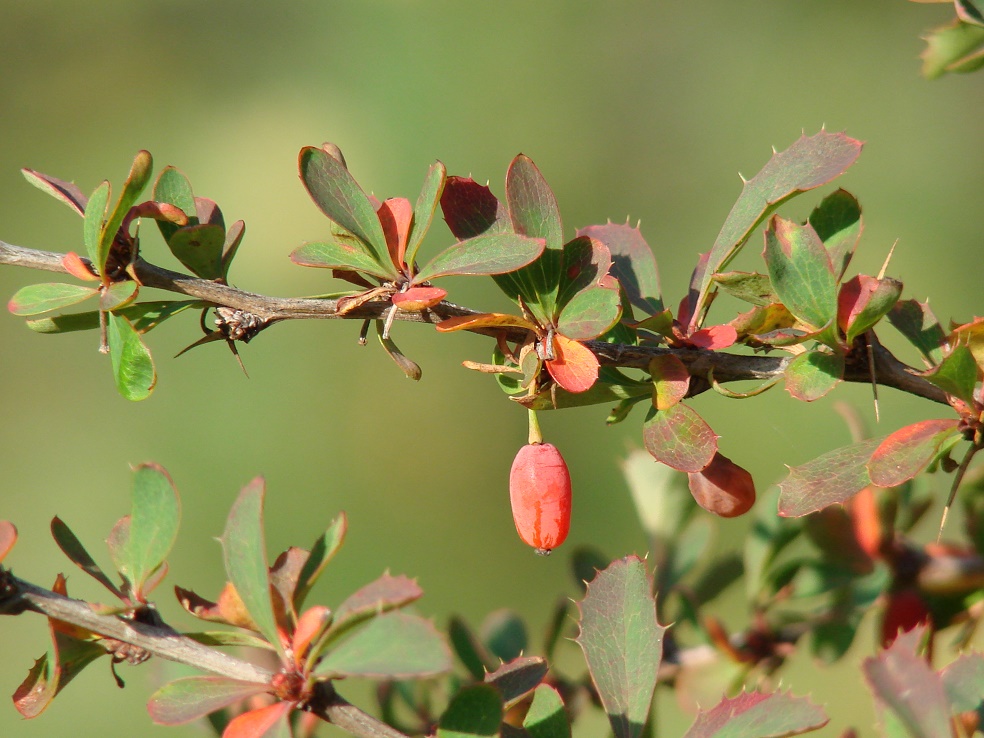 Image of Berberis sibirica specimen.