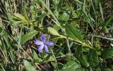 Vinca herbacea. Верхушка цветущего побега. Украина, Запорожская обл., Запорожский р-н, Малоекатериновское охотничье-рыболовное хозяйство, степь. 17.04.2016.