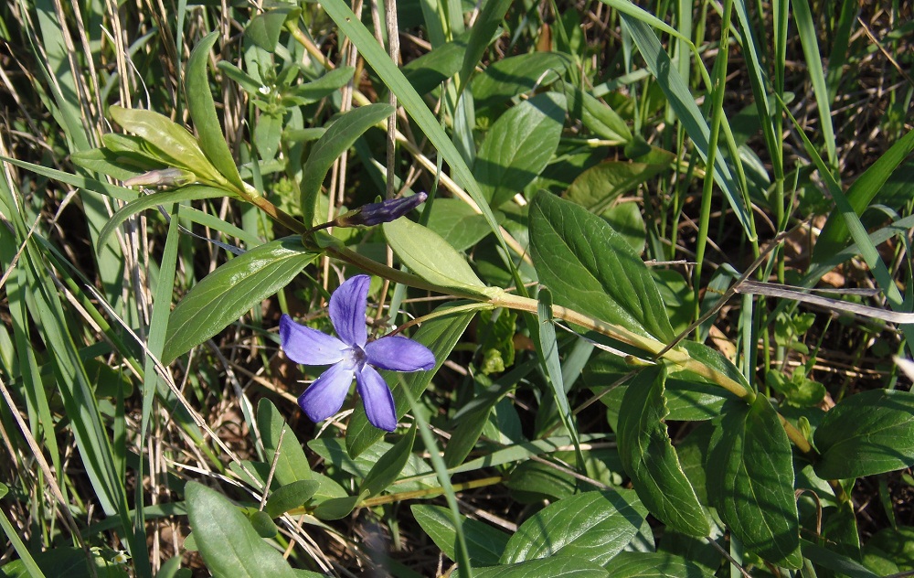 Изображение особи Vinca herbacea.