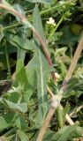Lactuca saligna