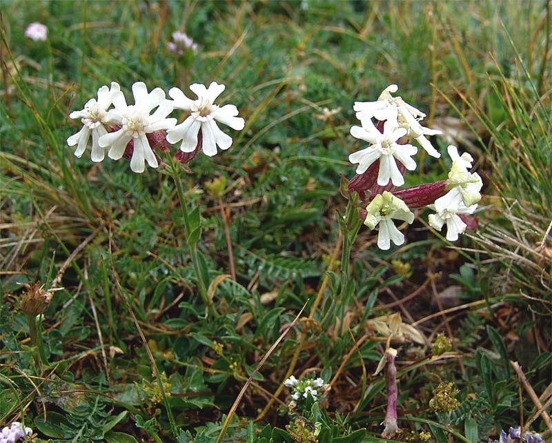 Изображение особи Silene caucasica.