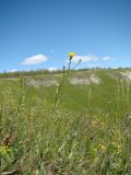 Crepis pannonica. Цветущее растение. Ульяновская обл., Карсунский р-н, окр. с. Теньковка, гряда мергелисто-меловых склонов к р. Урень и её правому притоку к северу и востоку от села. 7 июля 2015 г.