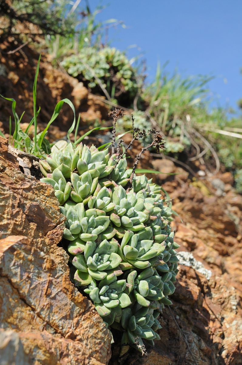 Изображение особи Dudleya farinosa.