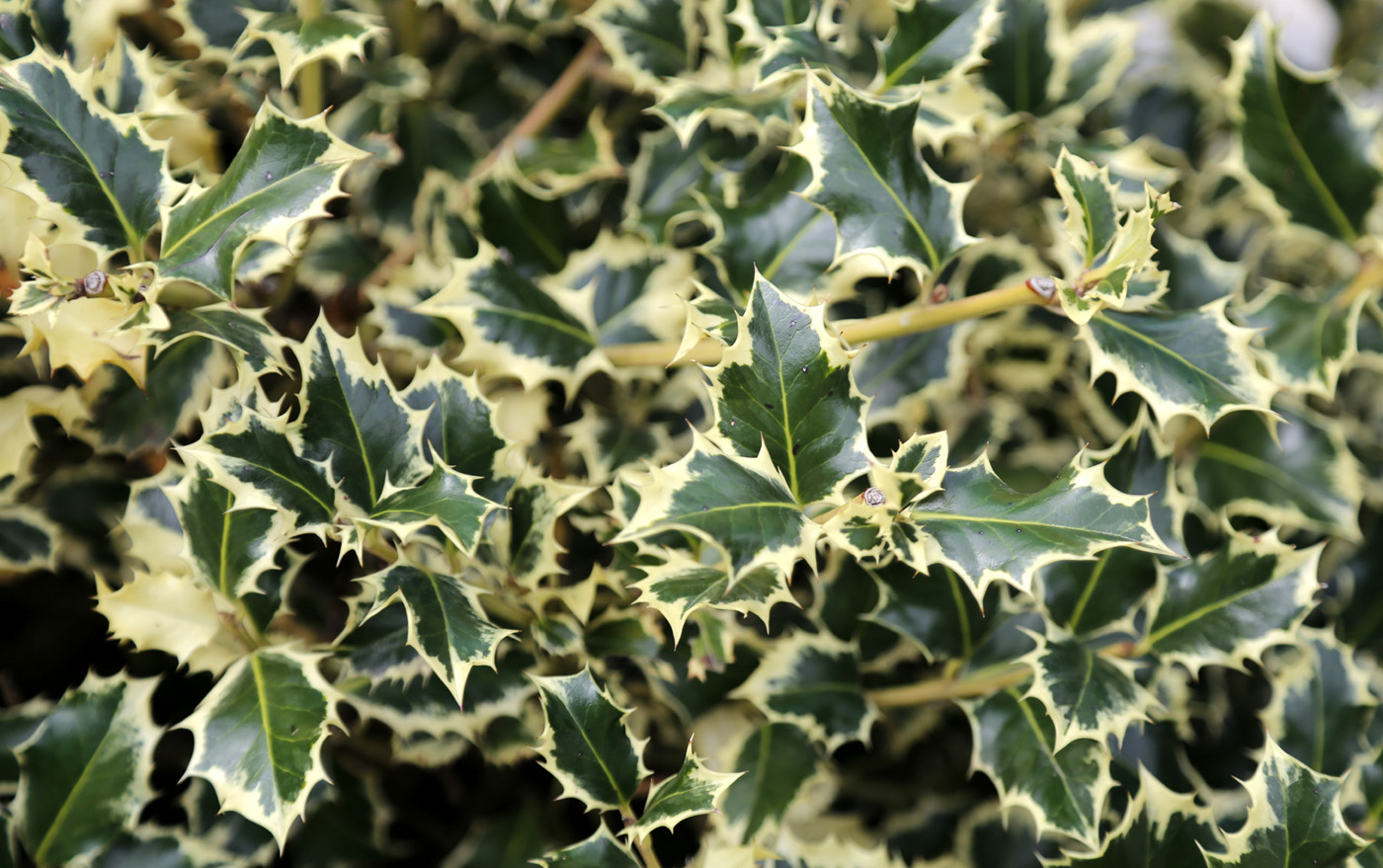 Изображение особи Ilex aquifolium.