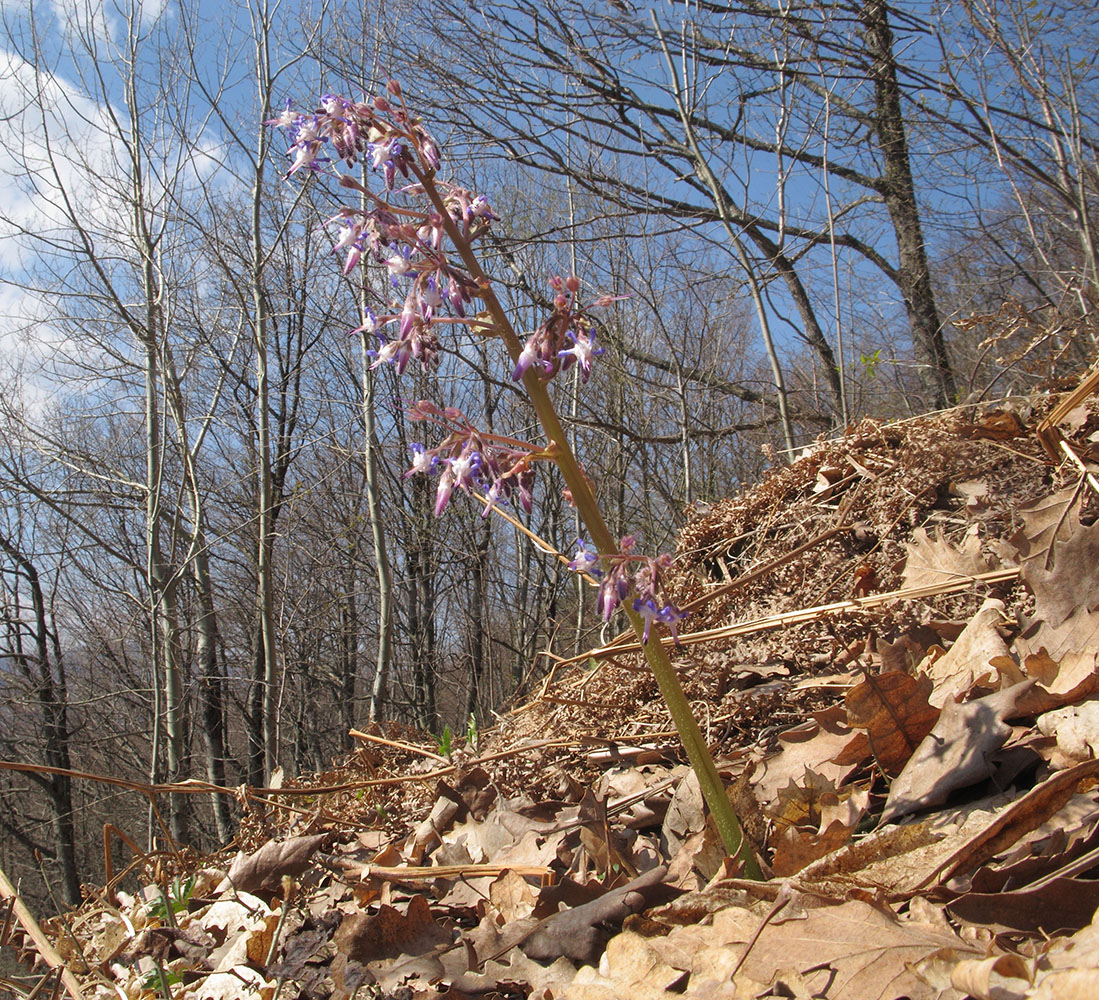 Изображение особи Trachystemon orientalis.