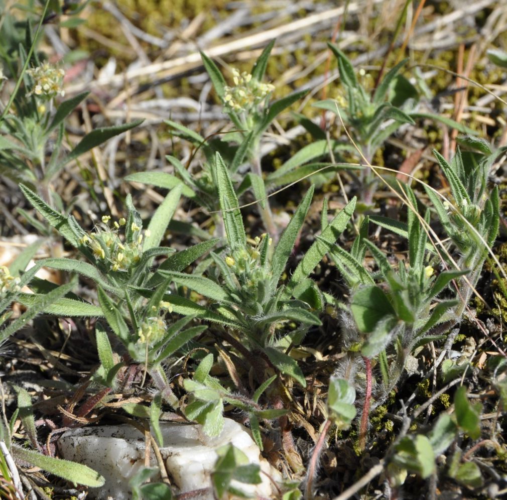 Image of Plantago afra specimen.