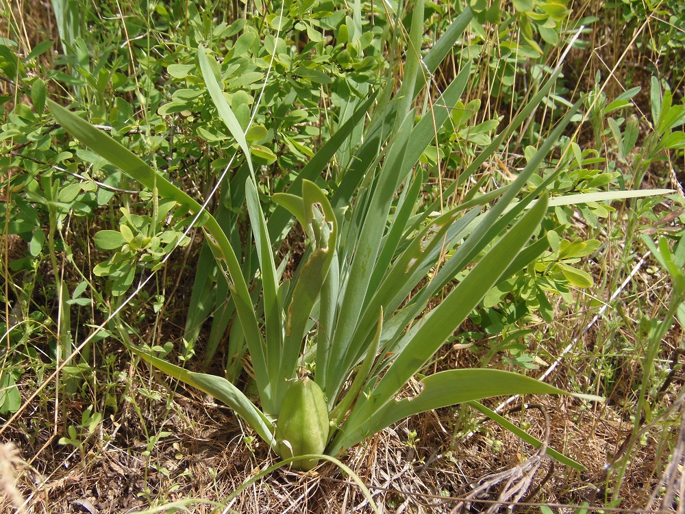 Image of Iris pumila specimen.