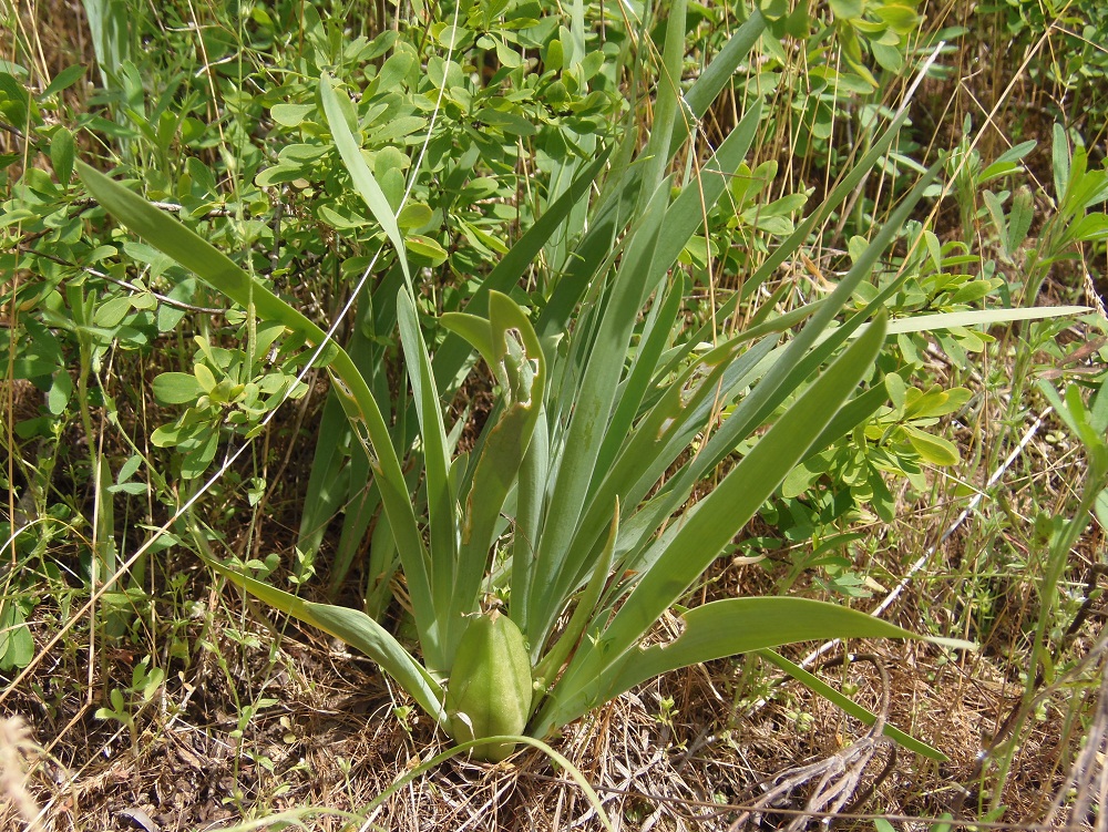 Изображение особи Iris pumila.