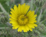 Sonchus nymanii