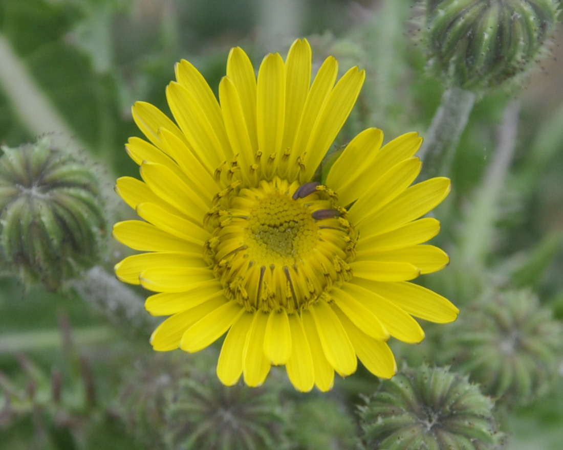 Изображение особи Sonchus nymanii.