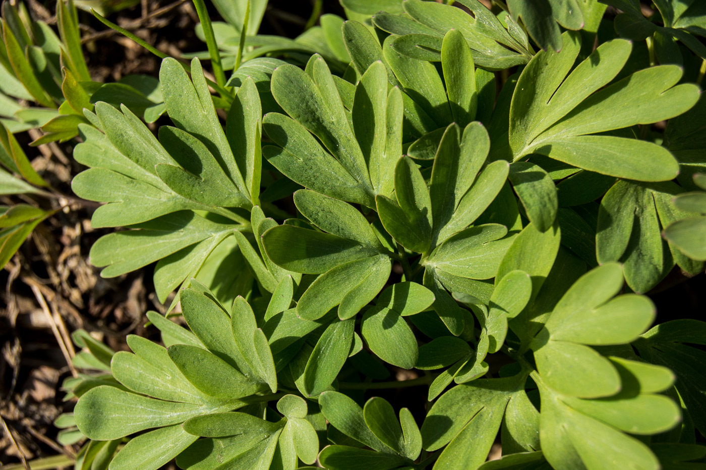 Изображение особи Corydalis solida.