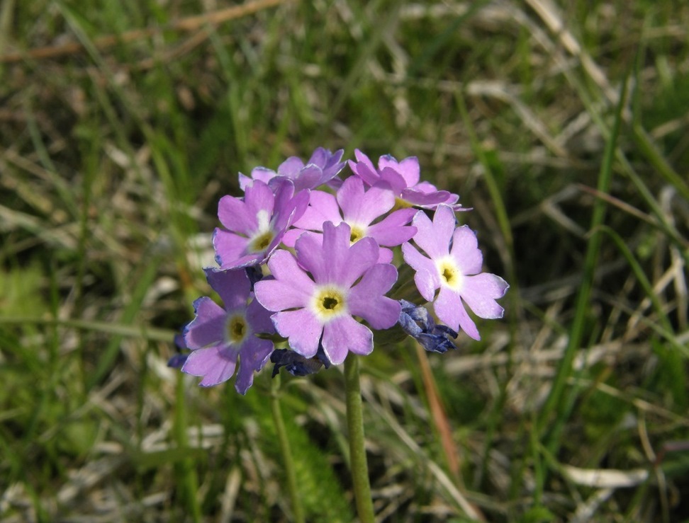 Изображение особи Primula farinosa.