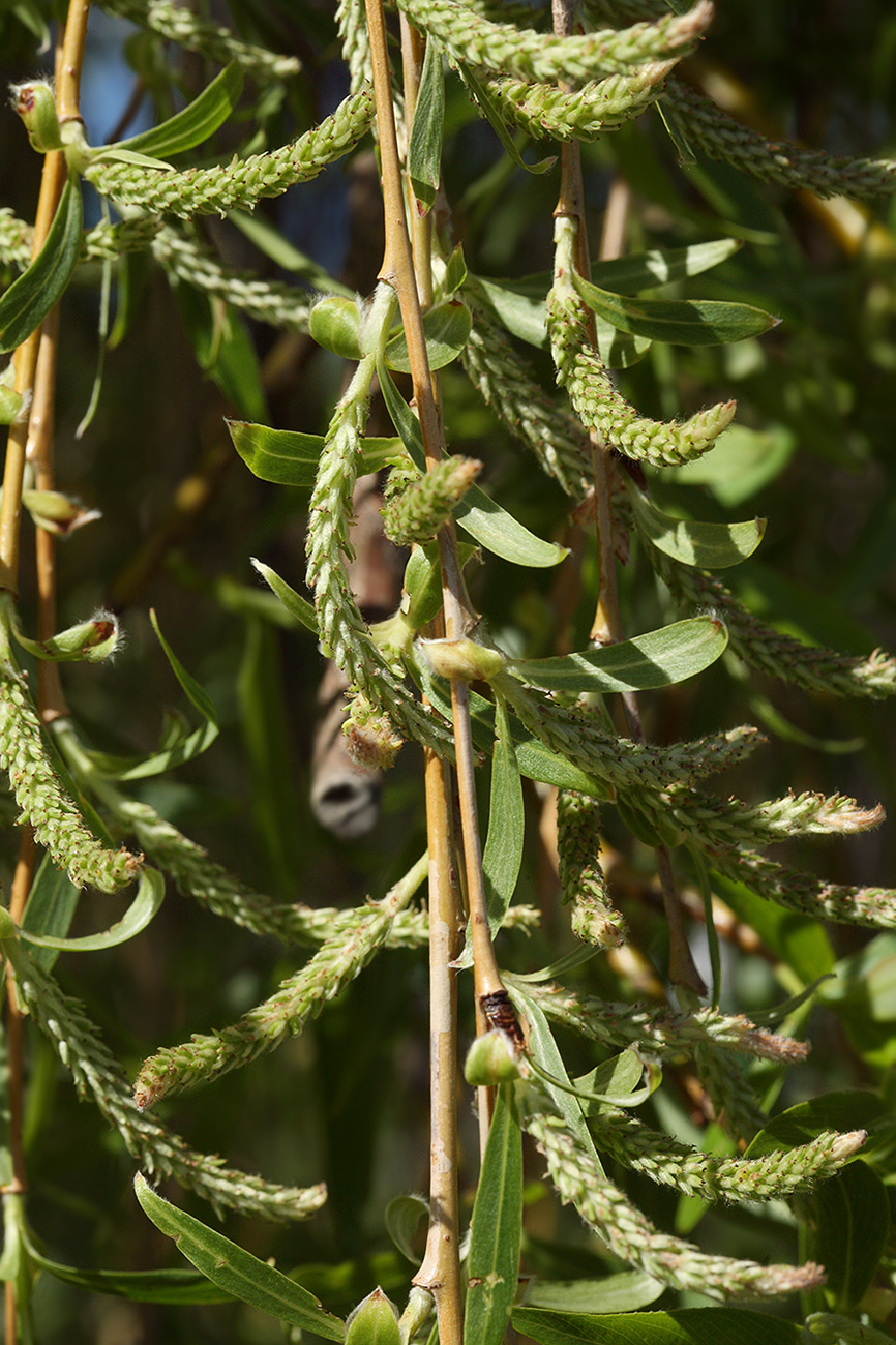 Image of Salix alba specimen.