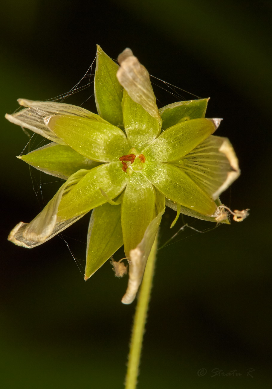Изображение особи Stellaria holostea.