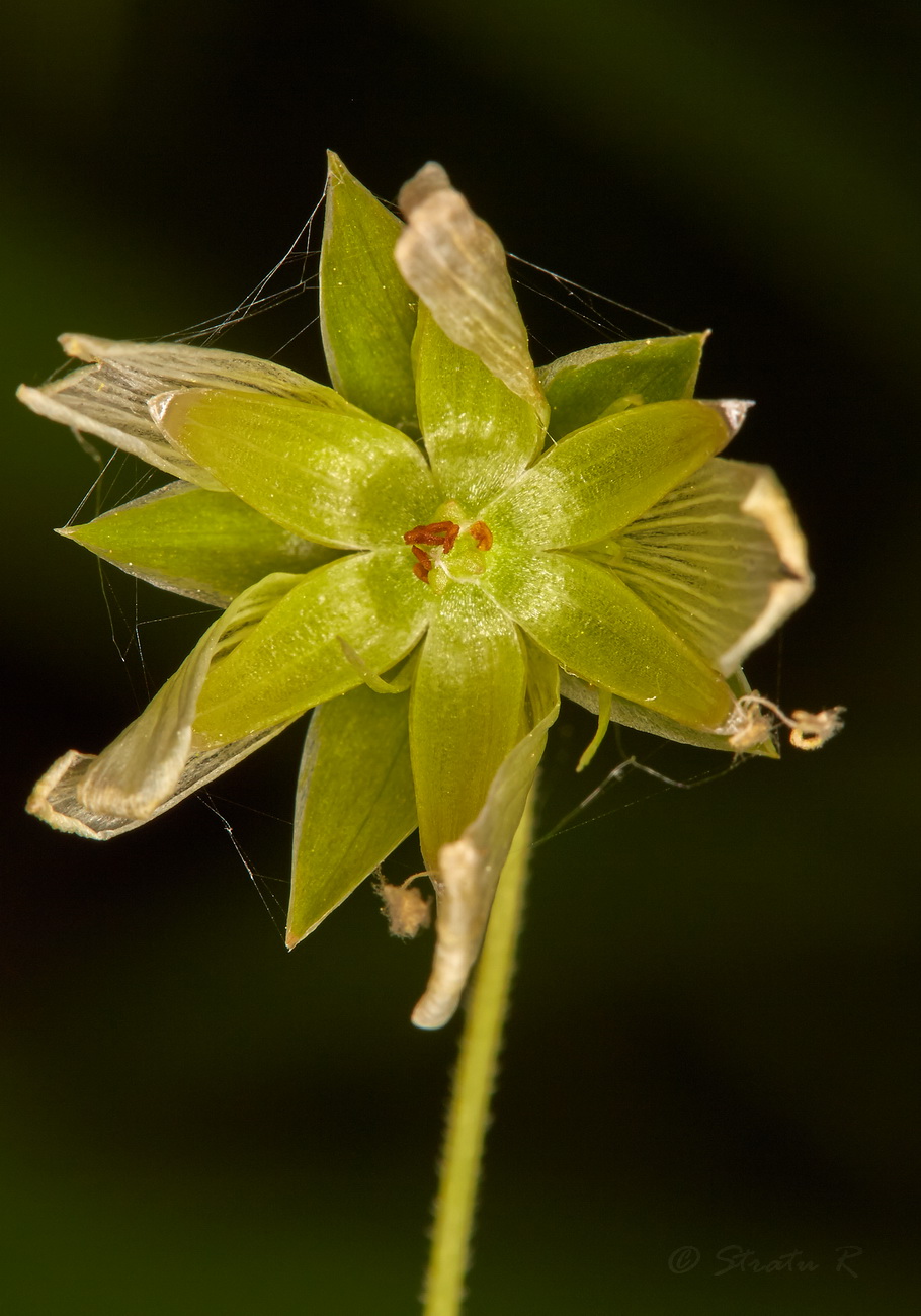 Image of Stellaria holostea specimen.