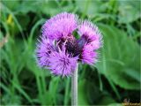 Cirsium rivulare