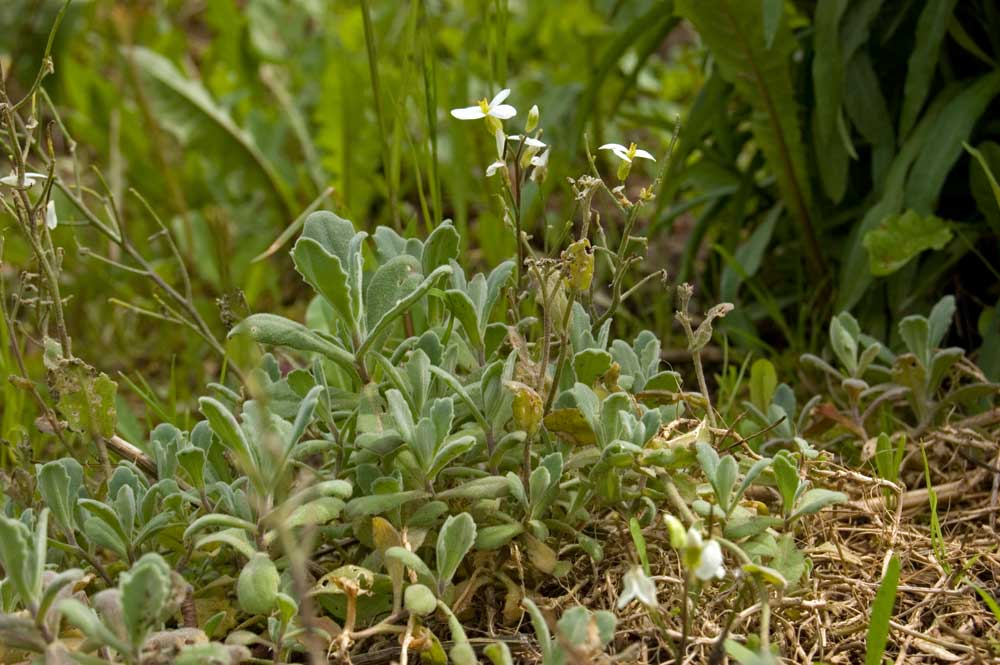 Image of Arabis caucasica specimen.