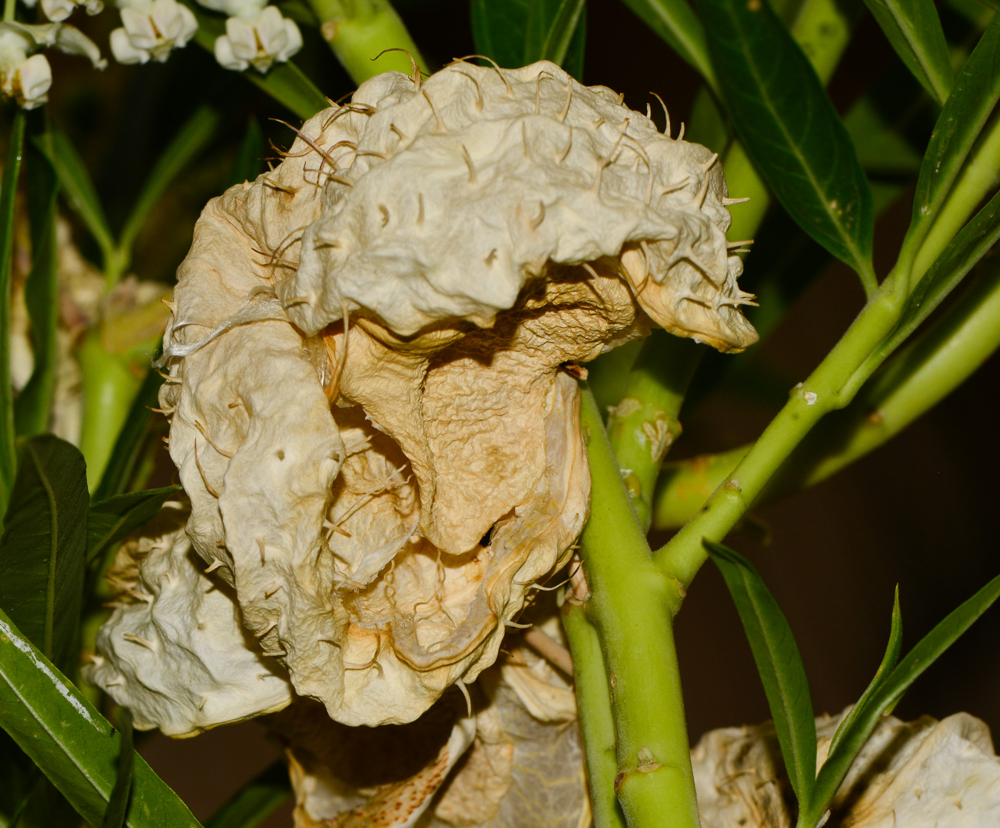 Image of Gomphocarpus physocarpus specimen.