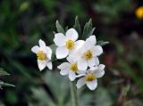 Anemonastrum crinitum. Соцветие. Монголия, аймак Уверхангай, восточные отроги хребта Хангай, ≈ 2100 м н.у.м., опушка сосново-лиственничного леса. 03.06.2017.