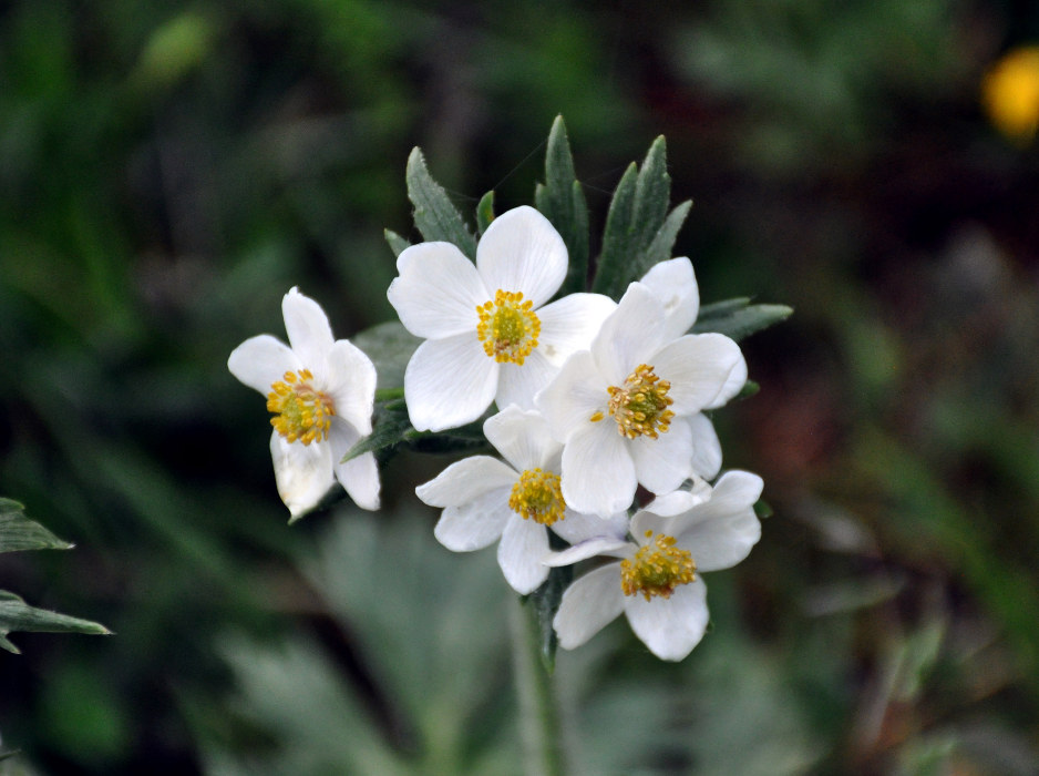 Изображение особи Anemonastrum crinitum.