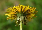 род Taraxacum. Соцветие (вид сбоку). Восточный Казахстан, Глубоковский р-н, окр. с. Тарханка, берег речки. 10.05.2017.
