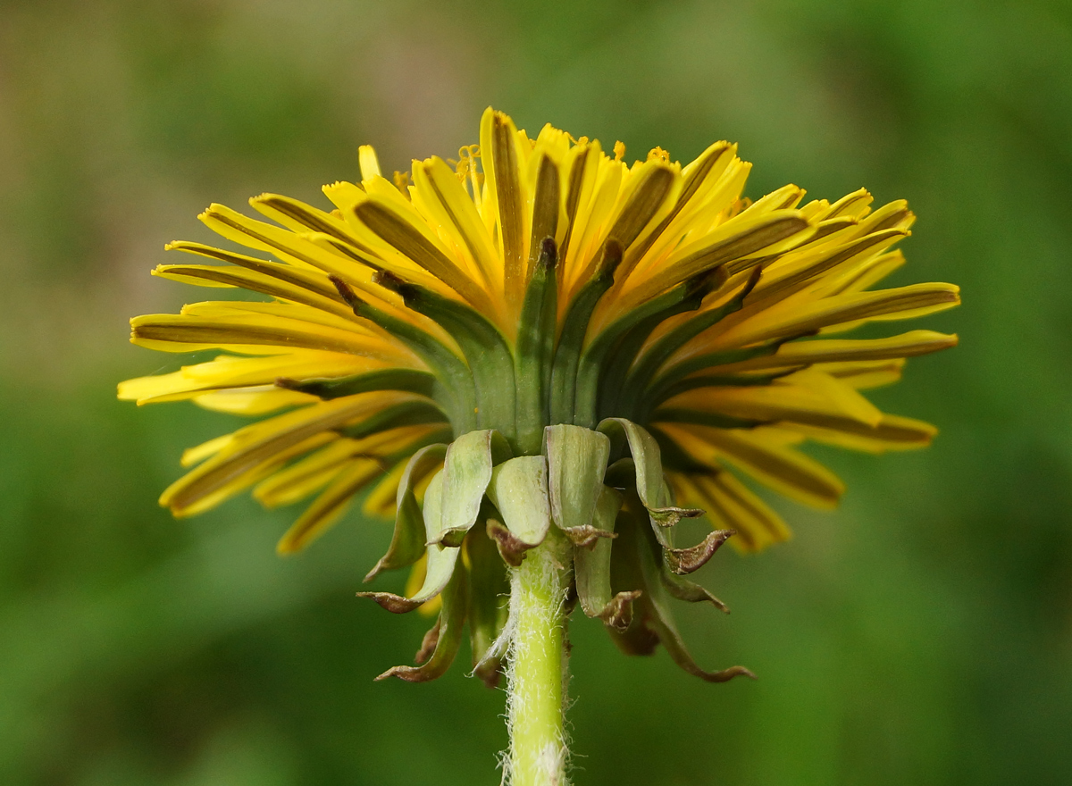 Изображение особи род Taraxacum.